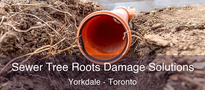  Sewer Tree Roots Damage Solutions Yorkdale - Toronto